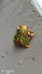Parasa pastoralis