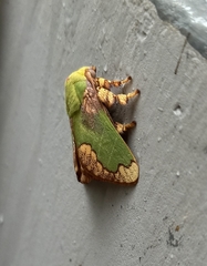 Parasa pastoralis