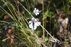 Geranium krylovii