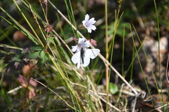 Geranium krylovii