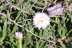 Carpobrotus deliciosus
