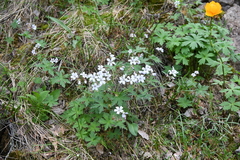 Geranium krylovii