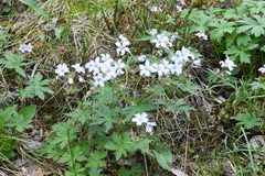 Geranium krylovii