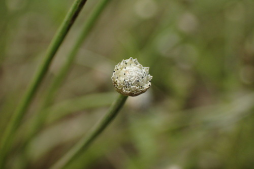 Eriocaulon buergerianum iNat (1)