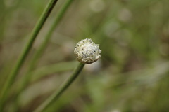 Eriocaulon buergerianum