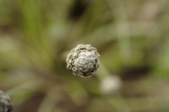 Eriocaulon buergerianum