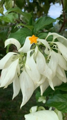 Mussaenda philippica