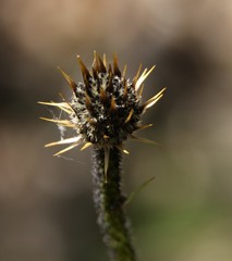 Dasypogon