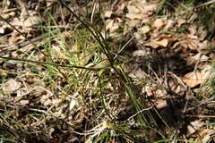 Dasypogon