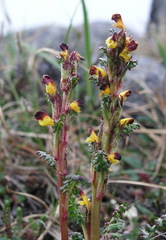 Pedicularis flammea