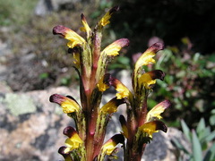 Pedicularis flammea