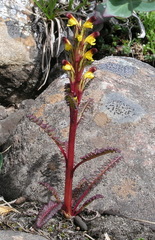 Pedicularis flammea