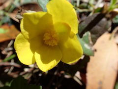 Hibbertia dentata