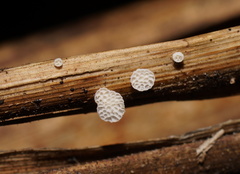 Panellus minimus