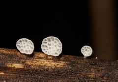 Panellus minimus