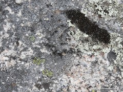 Rinodina atrocinerea