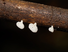 Panellus minimus