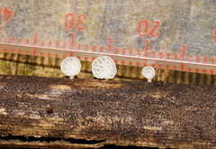 Panellus minimus