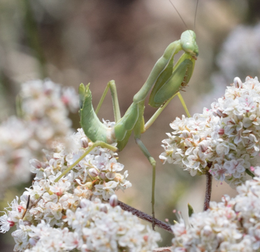 iNaturalist observation photo of Arizona Mantis