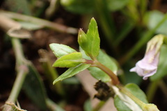 Torenia anagallis