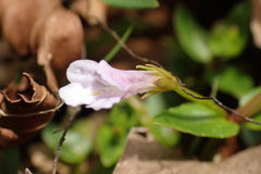 Torenia anagallis