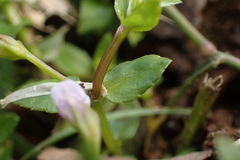 Torenia anagallis
