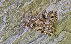 Pachetra sagittigera