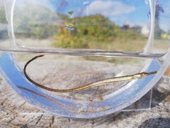Nilsson's Pipefish photo 5