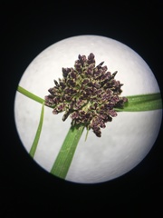 Cyperus difformis