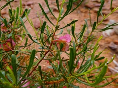 Dodonaea lobulata