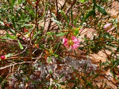Dodonaea lobulata