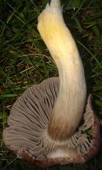 Cuphophyllus flavipes