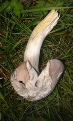 Cuphophyllus flavipes