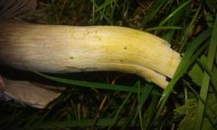 Cuphophyllus flavipes