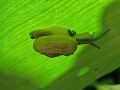 Quantula