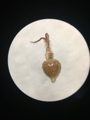 Fimbristylis dichotoma dichotoma