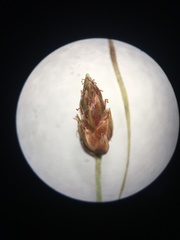 Fimbristylis dichotoma dichotoma