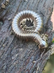 Cylindroiulus londinensis