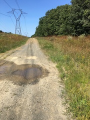 Fimbristylis dichotoma dichotoma