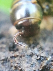 Cylindroiulus londinensis