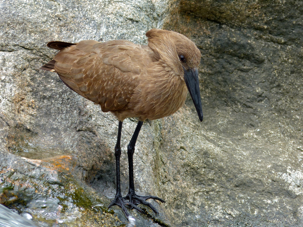 Hamerkop