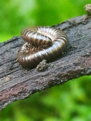 Cylindroiulus londinensis