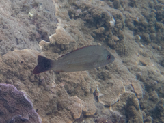 Lutjanus lemniscatus