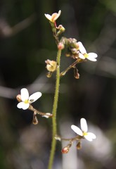 Stylidium hispidum