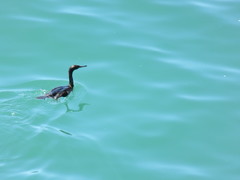Urile pelagicus