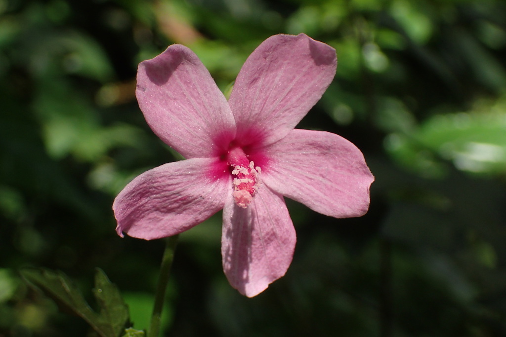Urena procumbens (Urena procumbens)