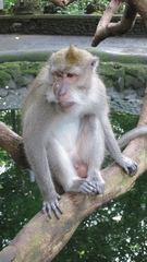 Macaca fascicularis
