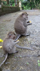 Macaca fascicularis