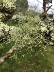 Usnea cornuta