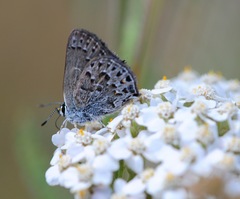 Satyrium behrii